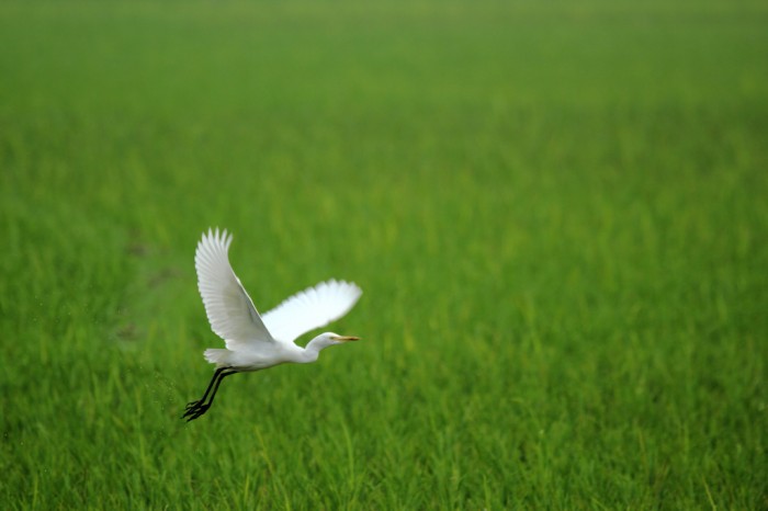 Egret the White